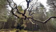 Centuries-old Scottish oak named after ceilidh band wins tree of the year vote