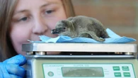 Safari park welcomes two newly hatched penguin chicks