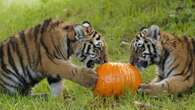 Trick or treat? Rare tiger cubs given pumpkin surprise