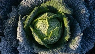 Cabbage divination and turnip lanterns revived ahead of Halloween