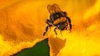 Watchdog investigates emergency authorisation for banned bee-killing pesticide