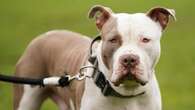 Police force apologises after putting down family’s pet XL bully by mistake