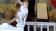 Cat cafes should be ‘phased out’ due to animal welfare concerns – RSPCA