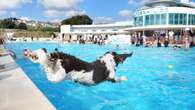 Doggy-paddling pets and owners take over lido for fundraising swim