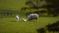 Northern Ireland MPs and peers call for rethink of agricultural inheritance tax