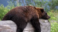 Single gene responsible for hibernation in mammals, study finds
