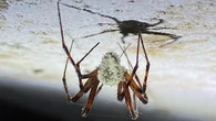 ‘Zombie spiders’ and Darwin collection among fungi archived in Kew digitisation