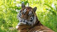 UK safari park welcomes rare tiger to support breeding programme