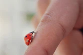 Why you’re suddenly spotting ladybirds in your home