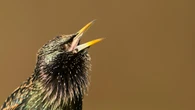Lowest numbers of starlings on record in long-running citizen birdwatch scheme