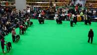 Vote open to public to crown UK’s most heroic dog in Crufts award