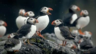 Charities call for wind farm to be blocked as thousands of bird deaths feared