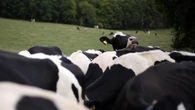Bovine TB should be treated with the urgency seen during Covid, scientists say