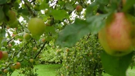 Bumper crops of apples and pumpkins despite drought and record hot summer