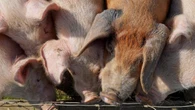 Report reveals ‘true scale’ of environmental impact of pig and poultry farming