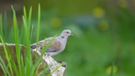 Farmland birds in severe decline and sharp drop in seabird numbers, figures show