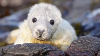 World’s longest-running grey seal survey continues on remote Farne Islands