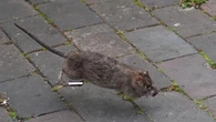Residents fear for health while ‘cat-sized’ rats raid rubbish piles in streets