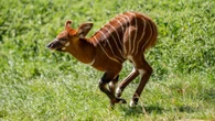 Critically endangered eastern mountain bongo calf born at UK safari park