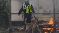 Police dogs should be phased out, Peta tells Met commissioner