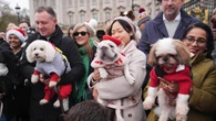 Santa paws: Dozens of dogs don Christmas jumpers for festive parade