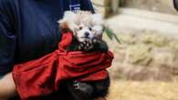 Fireworks blamed for death of red panda kit at zoo