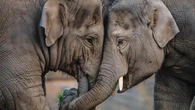 Vaccine breakthrough for virus that killed seven elephant calves at Chester Zoo
