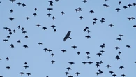 Bird of prey suffered ‘harrowing’ death from poison, police say