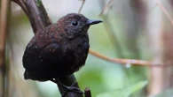 Majority of world’s bird species in decline as nature crisis deepens – experts