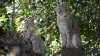 Lynx enclosure unveiled in ‘major milestone’ for reintroduction to British wild
