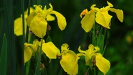 Choosing right plants for garden can help protect it from flooding – minister