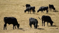 No drop in food standards, says Government as UK-US deal opens up beef trade