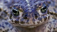 UK’s noisiest amphibians making ‘remarkable comeback’ in South Downs
