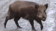 Call for ‘decisive action’ against guerrilla rewilding as pigs remain at large