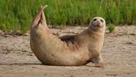 Thousands of seals counted in Thames Estuary ‘shows habitat is still healthy’