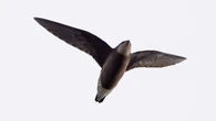 Rare white-throated needletail spotted in England for first time in 34 years