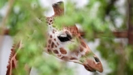 Female giraffe arrives at safari park in bid to boost breeding programme