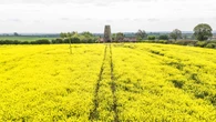 Rapeseed discovery ‘could help solve global protein demand’