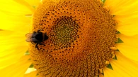 Guidance tightened on applications for emergency use of banned pesticides