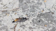 Wasp mothers use remarkable memory when feeding offspring, according to study