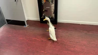 Flock of ducks make themselves at home in Nottinghamshire car dealership