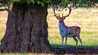 Abundant acorns, conkers and berries likely this autumn, National Trust says