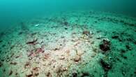 MP calls for ban on ‘bottom trawling’ of seabeds in marine protected areas