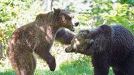 Boki the Bear rejoins playmates after life-saving brain surgery