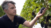 Vineyard optimistic for ‘top-quality vintage’ as earliest harvest begins
