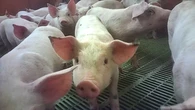 Supermarkets suspend supplies from Cranswick-owned pig farm over abuse claims