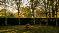 Tree cathedral planted as war memorial restored after ash dieback devastation