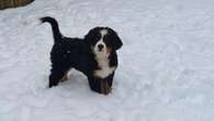 In Pictures: Puppies and ponies explore snowy landscapes