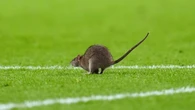 5 strange stoppages in football games after rat halts Wales’ World Cup qualifier