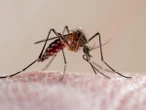 What we know about the chikungunya virus as cases spread in China